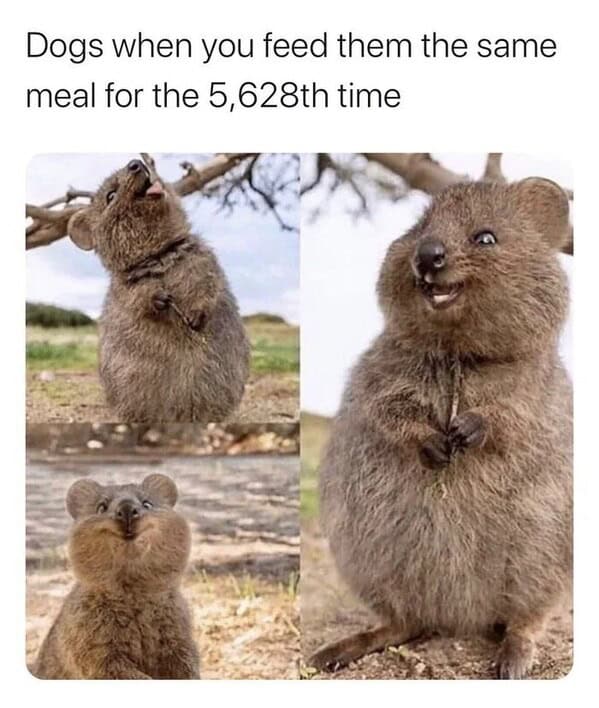 relatable memes, Funny Memes, Hilarious Memes, Amusing Memes