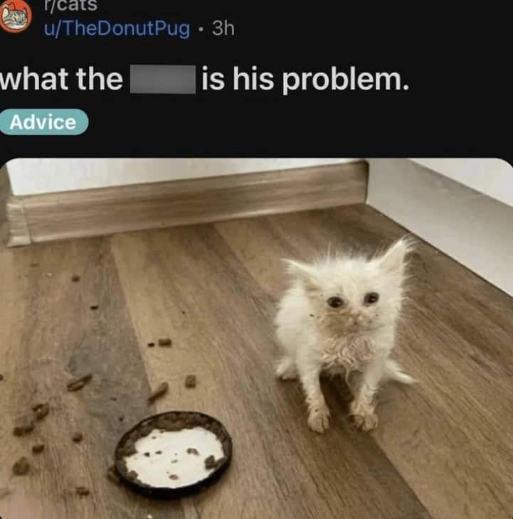 funny reddit posts