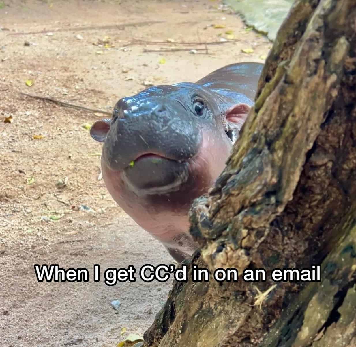 meme dump, funny memes, hilarious memes, trending internet memes, laugh-out-loud memes, internet humor, viral memes, relatable memes, random internet memes
