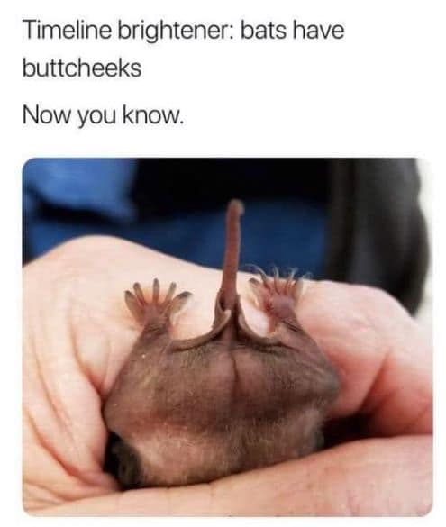 meme dump, funny memes, hilarious memes, lunch break memes, daily laughs, internet comedy, humor compilation, meme buffet, comedy roundup