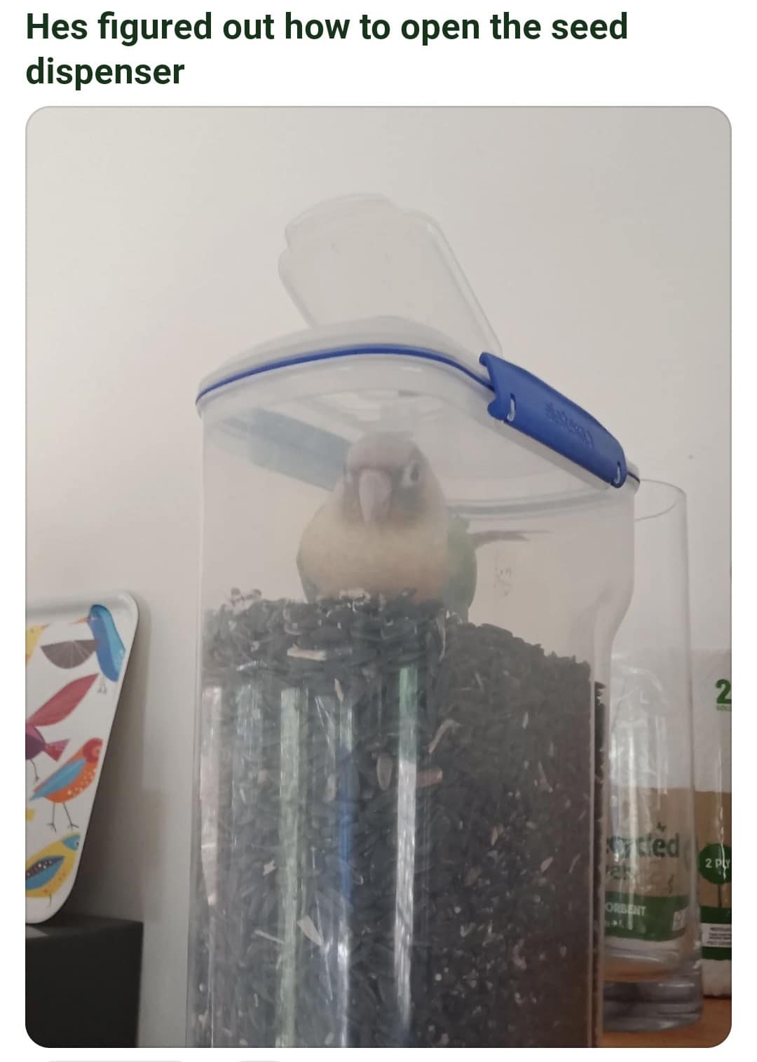 Hes figured out how to open the seed dispenser