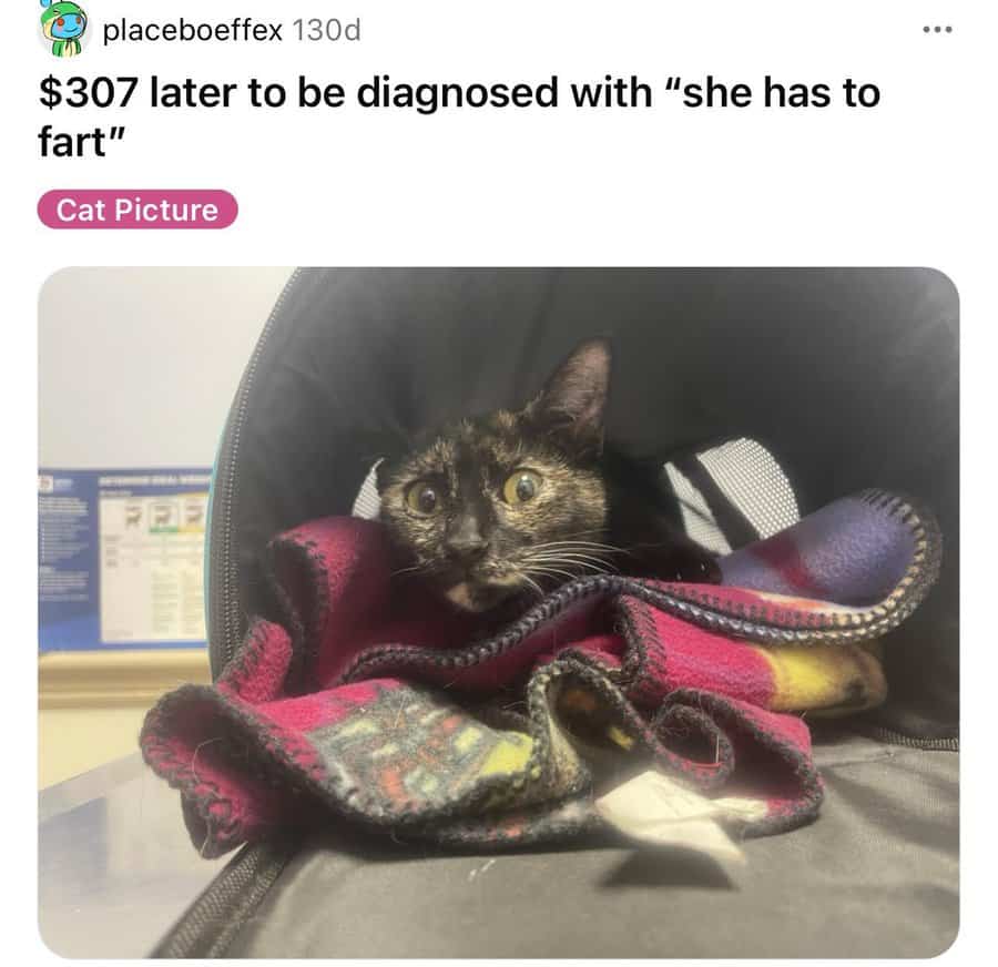 funny reddit posts, funny reddit pictures, reddit memes, funny reddit, reddit humor, amusing reddit pictures, hilarious reddit content