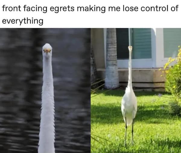 front facing egrets making me lose control of everything