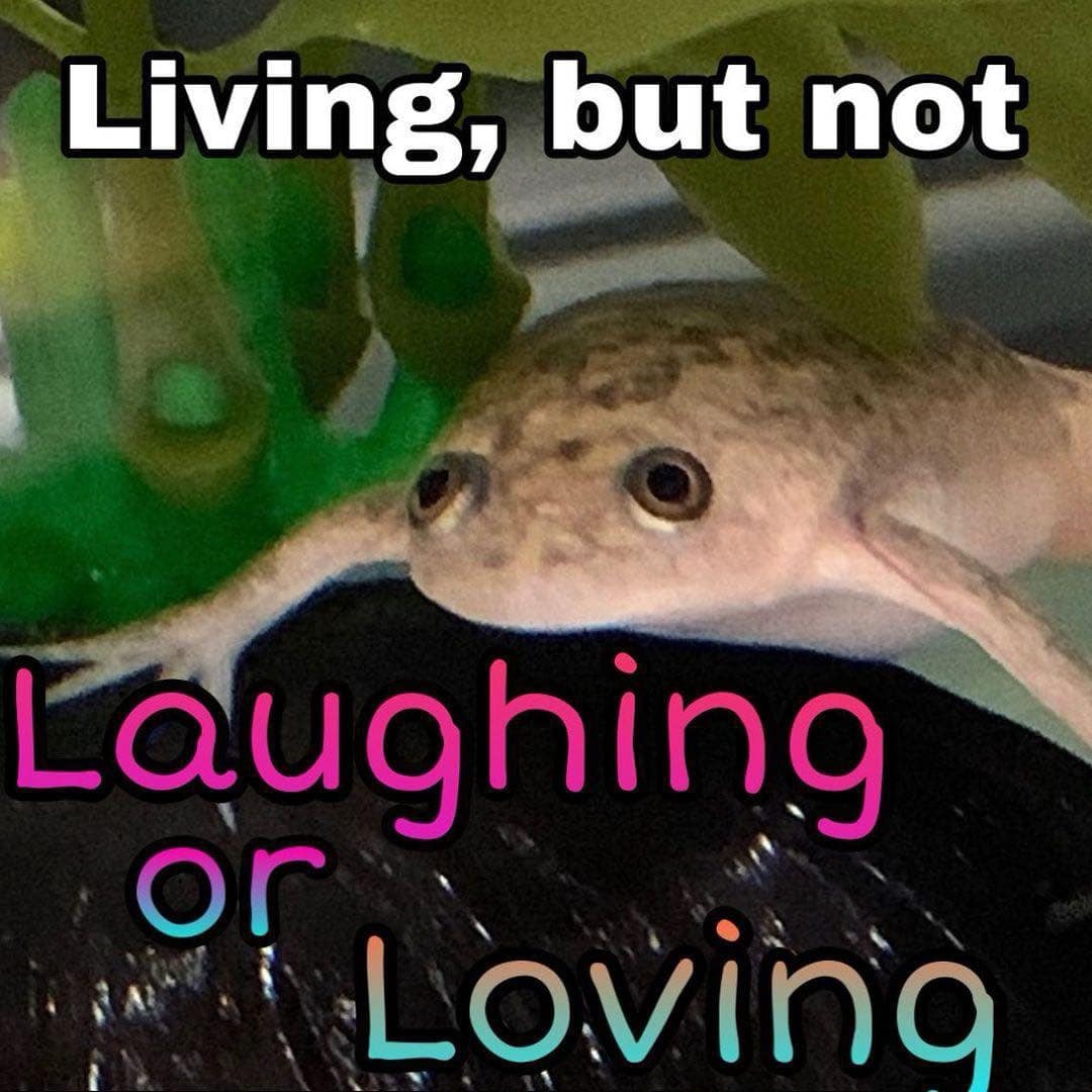 meme dump, funny memes, hilarious memes, meme roundup, meme assortment, meme compilation, witty image humor, clever online jesting, amusing visual jokes, uproarious digital funnies, side-splitting image banter, laugh-inducing pixel pics, best meme collection, top-tier humor set, premium joke lineup, choice comedic gallery