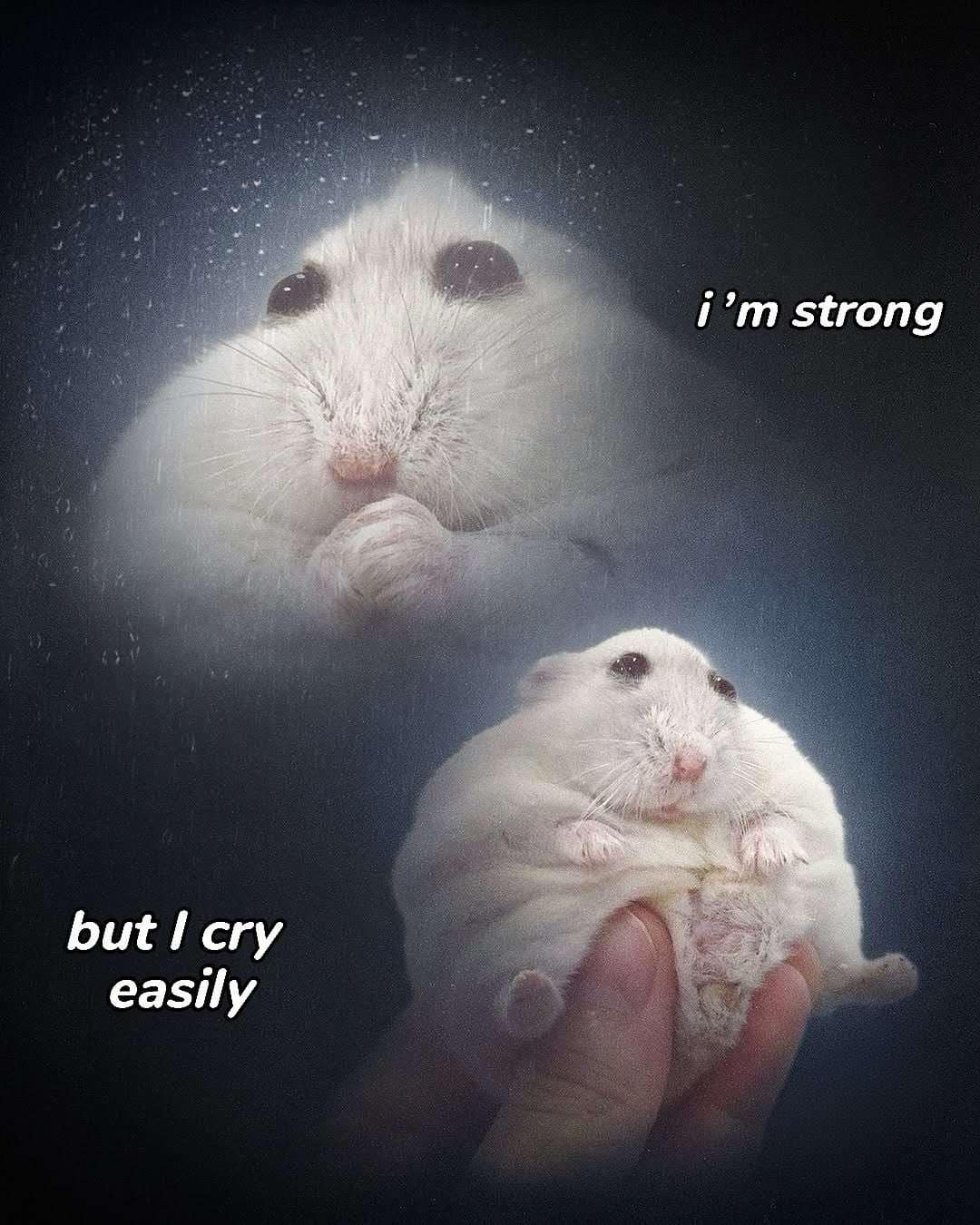 meme dump, funny memes, hilarious memes, meme roundup, meme assortment, meme compilation, witty image humor, clever online jesting, amusing visual jokes, uproarious digital funnies, side-splitting image banter, laugh-inducing pixel pics, best meme collection, top-tier humor set, premium joke lineup, choice comedic gallery