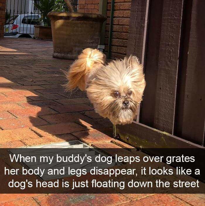 classic memes, vintage memes, viral tweets, old memes, best memes, older comedic seeds, net relic jokes, stable humor references, short comedic text lines, trending tweet amusements, popular memes, mainstream comedic images, widely shared net illusions, timeless memes, indefinite comedic references, persistent net laughter