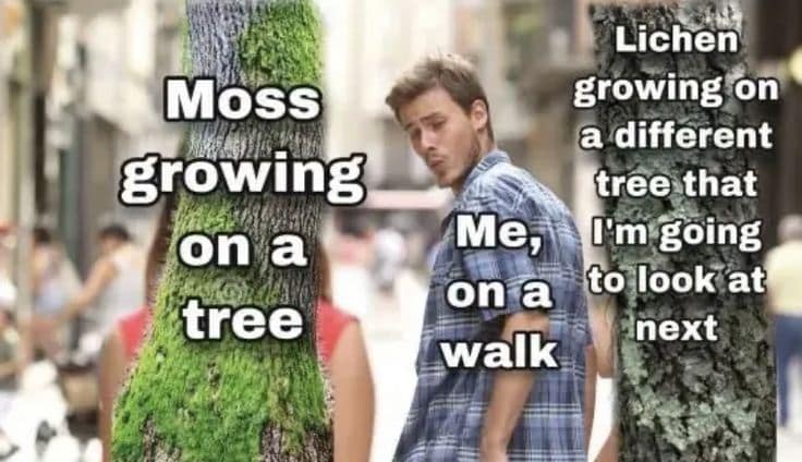 Moss growing on a tree Lichen Me, on a walk
