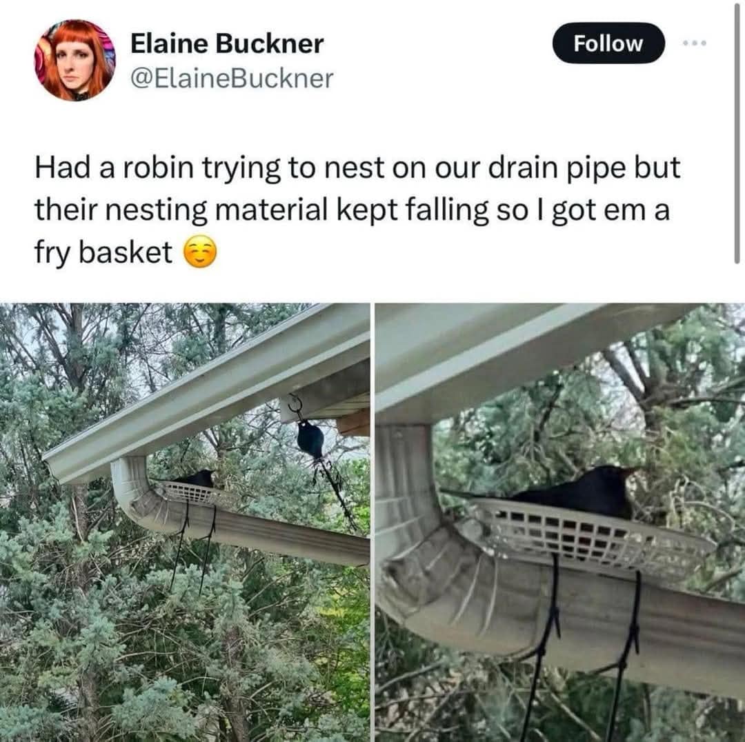 Elaine Buckner @ElaineBuckner Follow Had a robin trying to nest on our drain pipe but their nesting material kept falling so I got em a fry basket