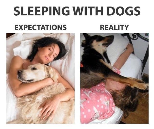 dog memes, funny dog memes, pet humor, dog owner struggles, pet antics, dog photo fails, dog walking humor, vacuum cleaner battles, dog homework jokes