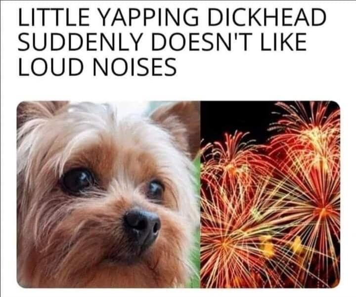 dog memes, funny dog memes, pet humor, dog owner struggles, pet antics, dog photo fails, dog walking humor, vacuum cleaner battles, dog homework jokes
