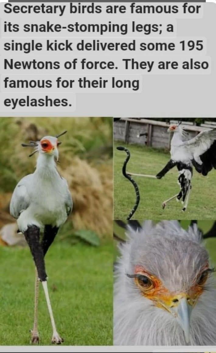 Secretary birds are famous for its snake-stomping legs; a single kick delivered some 195 Newtons of force. They are also famous for their long eyelashes.