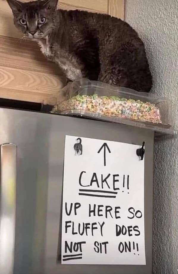 CAKE!! UP HERE SO FLUFFY DOES NOT SIT ON!!