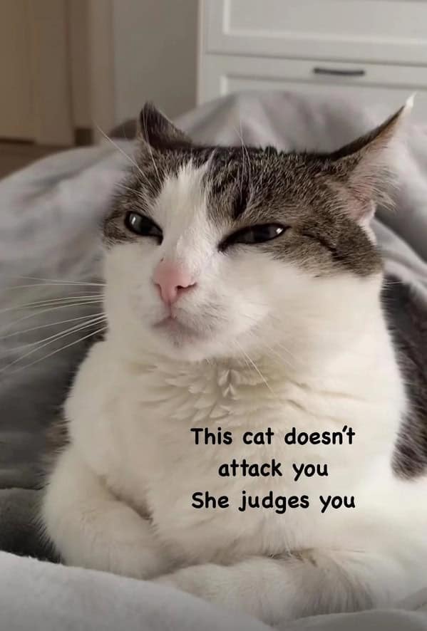 cat memes, funny cat memes, kitty memes, feline memes, whiskered memes, comedic feline posts, humorous cat pics, cat humor, playful purr jokes, sassy furball wit, cat pictures, feline snapshots, whisker photography