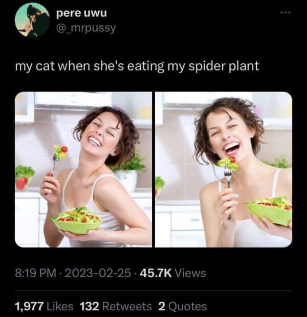 pere uwu @_mrpussy my cat when she's eating my spider plant 8:19 PM • 2023-02-25 • 45.7K Views 1,977 Likes 132 Retweets 2 Quotes