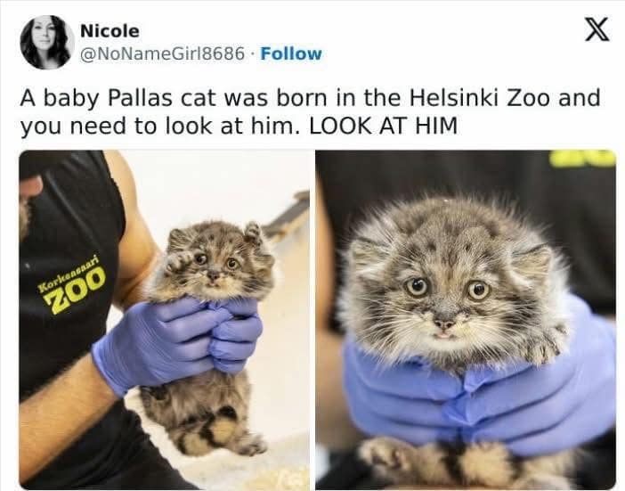 A baby Pallas cat was born in the Helsinki Zoo and you need to look at him. LOOK AT HIM