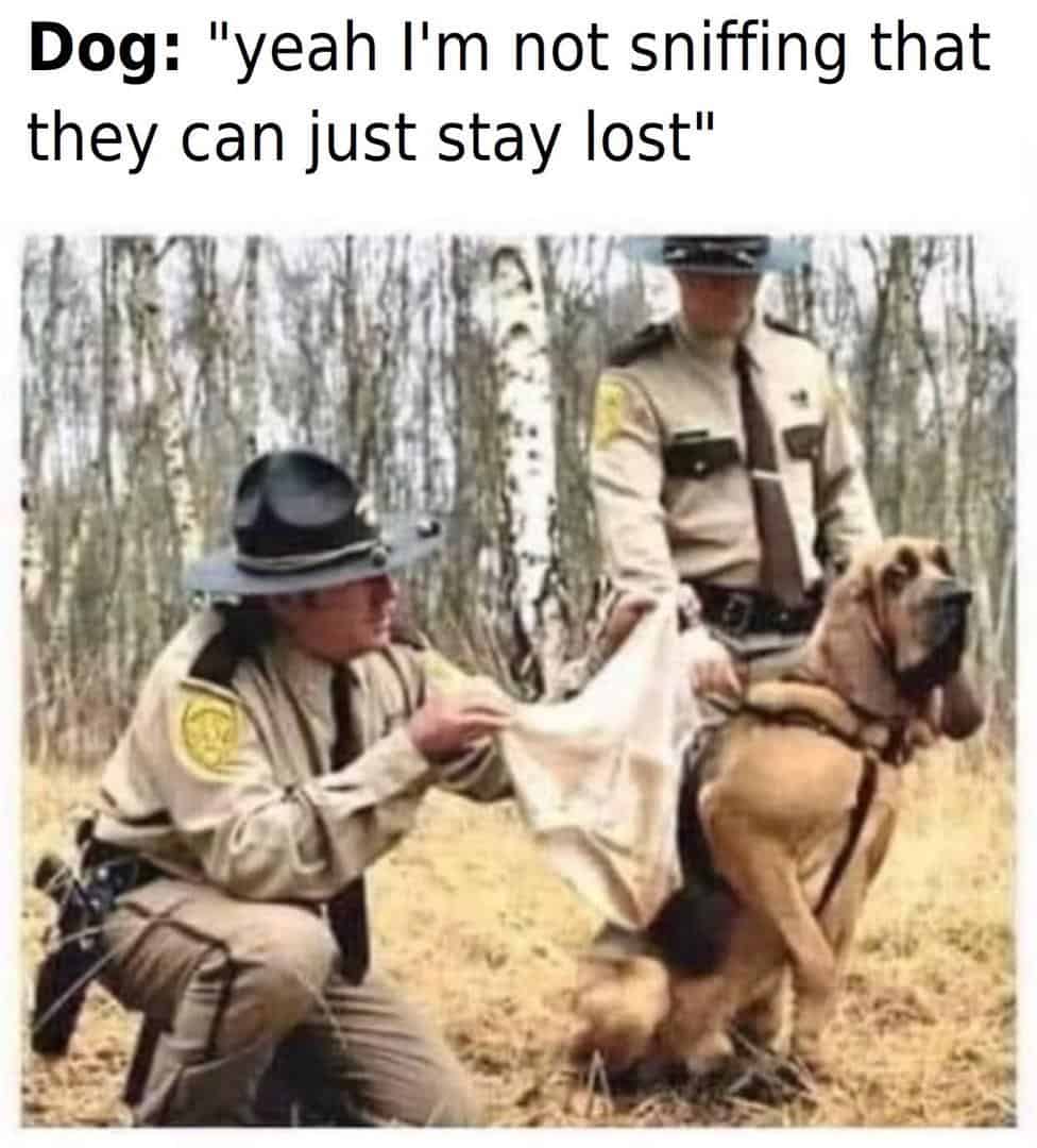 grumpy animal memes, animal memes, moody animal memes, irritated pet memes, annoyed animal memes, animal humor, funny animal pics, hilarious pet memes, wildlife memes, sarcastic memes, cynical animal memes, relatable pet humor, pet frustration memes, funny animal memes