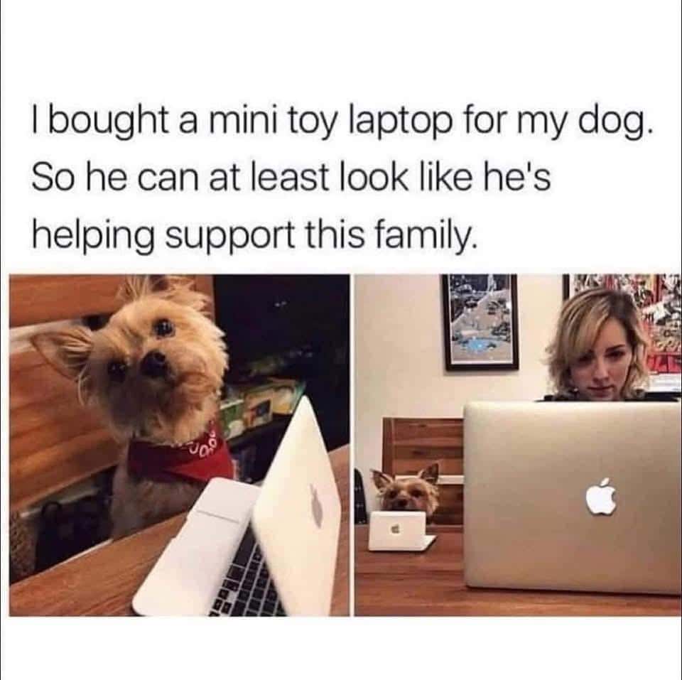 grumpy animal memes, animal memes, moody animal memes, irritated pet memes, annoyed animal memes, animal humor, funny animal pics, hilarious pet memes, wildlife memes, sarcastic memes, cynical animal memes, relatable pet humor, pet frustration memes, funny animal memes