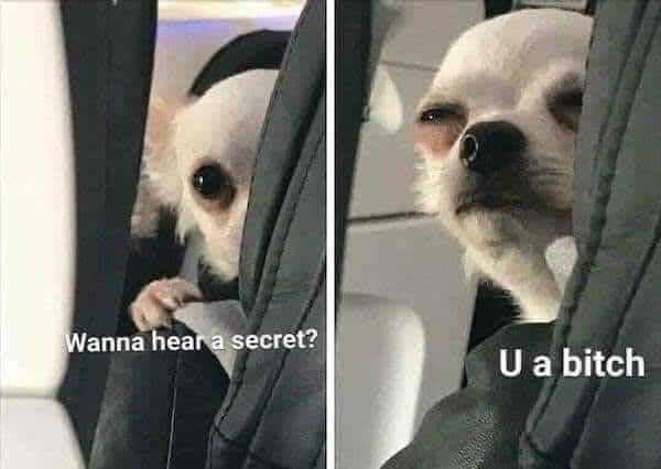 grumpy animal memes, animal memes, moody animal memes, irritated pet memes, annoyed animal memes, animal humor, funny animal pics, hilarious pet memes, wildlife memes, sarcastic memes, cynical animal memes, relatable pet humor, pet frustration memes, funny animal memes