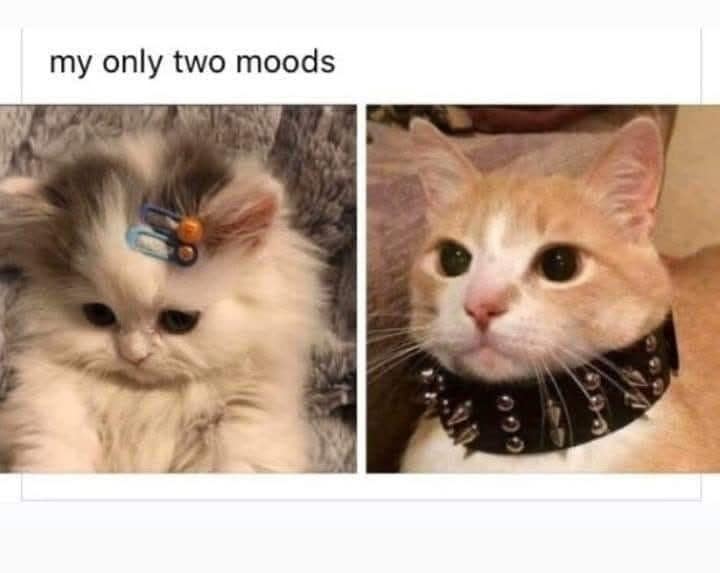 my only two moods