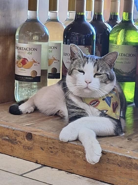 bodega cat, bodega cats, funny cat pictures, funny cats, corner‑store cat, shop cat, store feline, cat memes, kitty memes, funny feline pics, funny cat, humorous cat, silly kitty, cat pictures, cat photos, kitty images