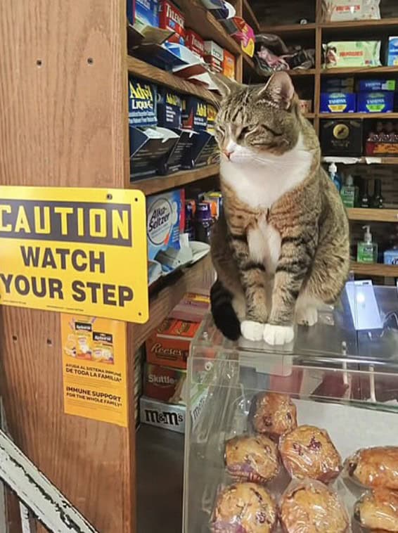 bodega cat, bodega cats, funny cat pictures, funny cats, corner‑store cat, shop cat, store feline, cat memes, kitty memes, funny feline pics, funny cat, humorous cat, silly kitty, cat pictures, cat photos, kitty images