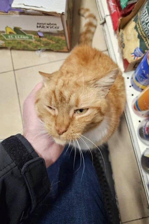 bodega cat, bodega cats, funny cat pictures, funny cats, corner‑store cat, shop cat, store feline, cat memes, kitty memes, funny feline pics, funny cat, humorous cat, silly kitty, cat pictures, cat photos, kitty images