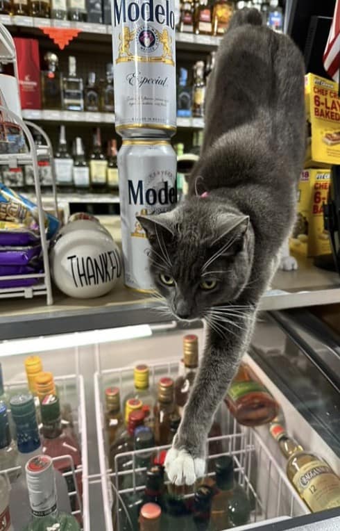 bodega cat, bodega cats, funny cat pictures, funny cats, corner‑store cat, shop cat, store feline, cat memes, kitty memes, funny feline pics, funny cat, humorous cat, silly kitty, cat pictures, cat photos, kitty images