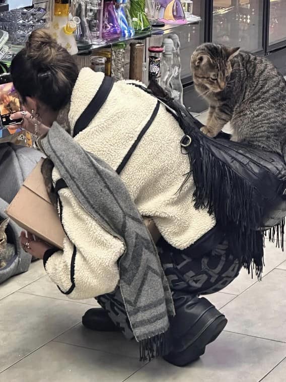 bodega cat, bodega cats, funny cat pictures, funny cats, corner‑store cat, shop cat, store feline, cat memes, kitty memes, funny feline pics, funny cat, humorous cat, silly kitty, cat pictures, cat photos, kitty images