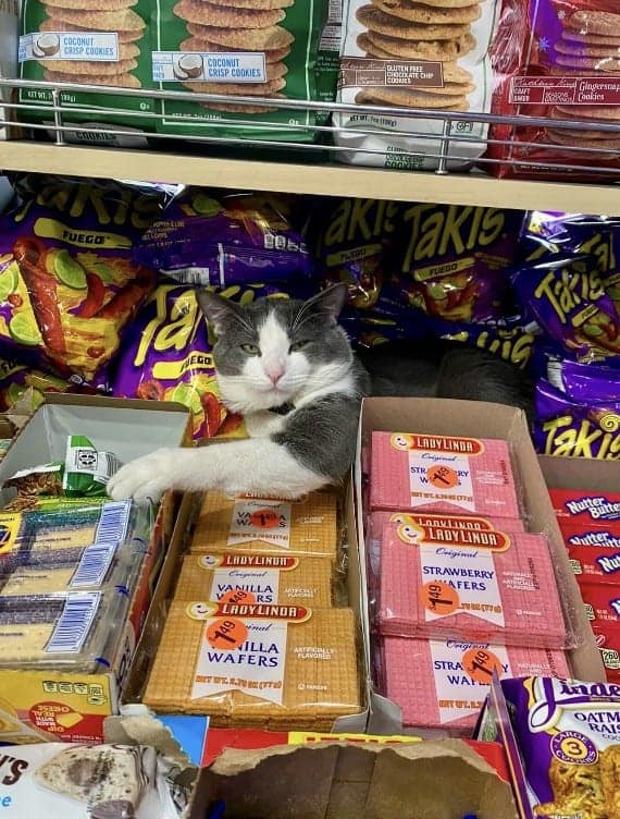 bodega cat, bodega cats, funny cat pictures, funny cats, corner‑store cat, shop cat, store feline, cat memes, kitty memes, funny feline pics, funny cat, humorous cat, silly kitty, cat pictures, cat photos, kitty images