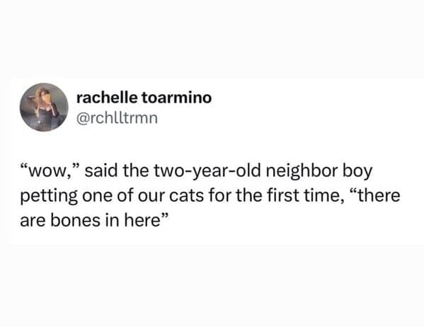 cat memes, funny cat memes, kitty memes, feline memes, kitty jokes, funny cat, silly cat, cat humor, kitten memes, baby cat jokes, tiny feline laughs, cat jokes, feline jokes, whisker humor