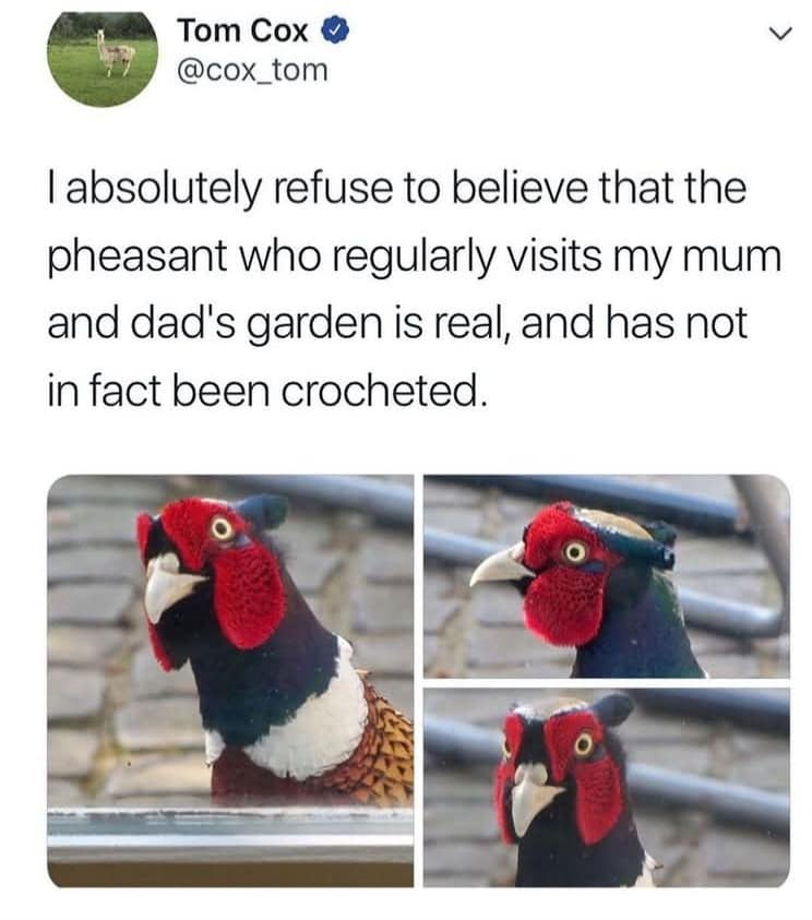absolutely refuse to believe that the pheasant who regularly visits my mum and dad's garden is real, and has not in fact been crocheted.