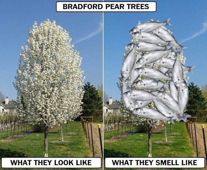 BRADFORD PEAR TREES WHAT THEY LOOK LIKE WHAT THEY SMELL LIKE