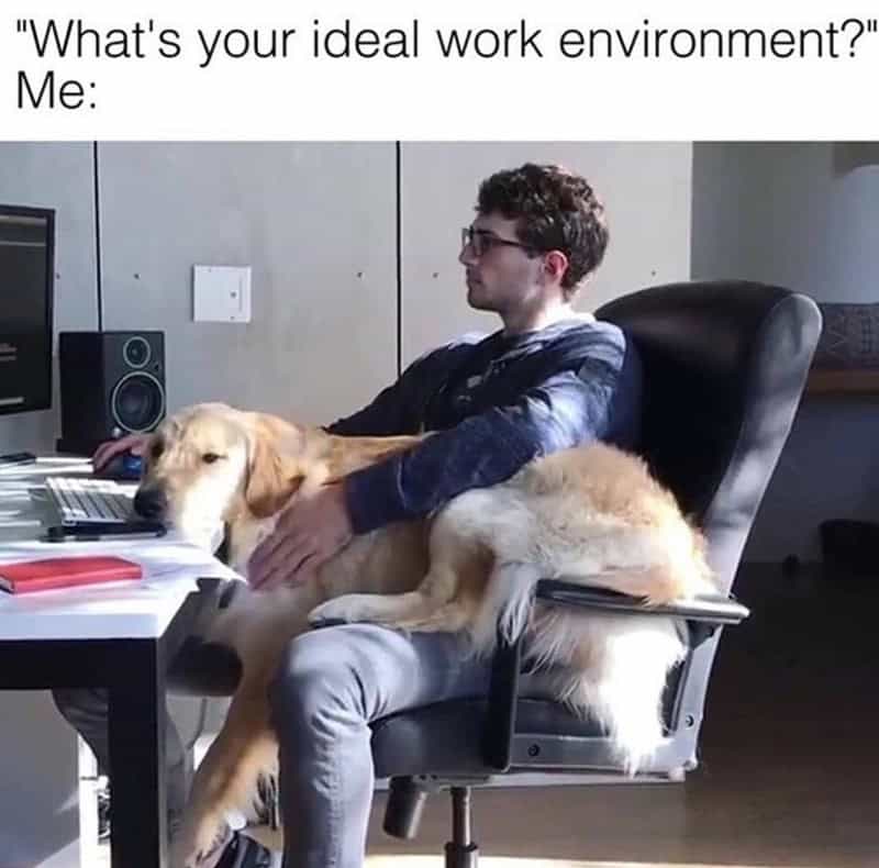 "What's your ideal work environment?" Me: