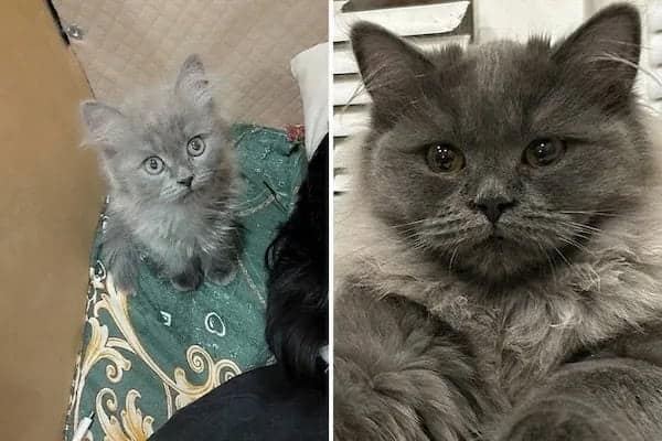 kitten vs cat, cat transformations, kitten to cat, cat transformation, kitten glow‑up, kitten growth, baby cat stage, young feline phase, cat development, feline maturity, adult cat life, cute kitten, adorable kitty, fluffy baby