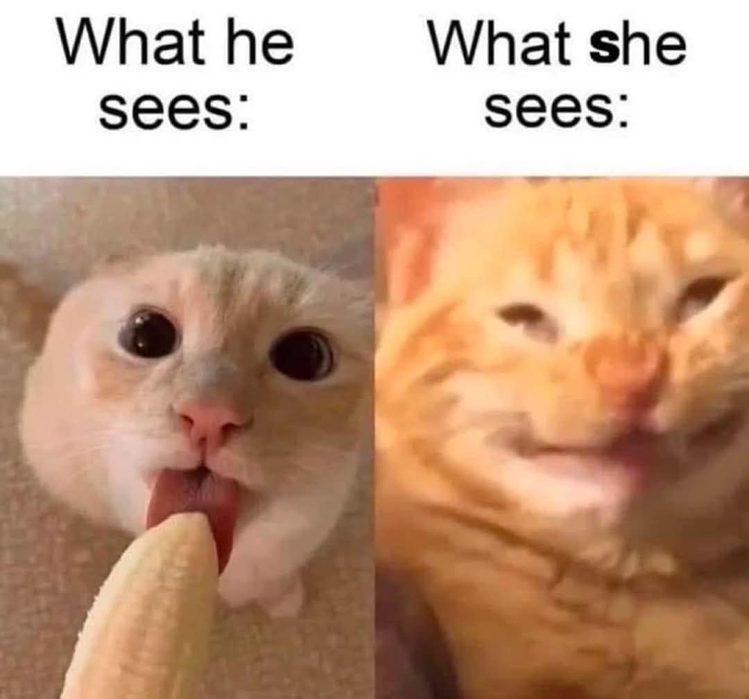meme dump, funny memes, hilarious memes, meme collection, meme roundup, midday memes, meme gallery, comedic memes, silly memes, viral memes, internet memes, trending memes, entertaining memes, rofl-worthy memes, dank memes, dank meme dump, memes funny