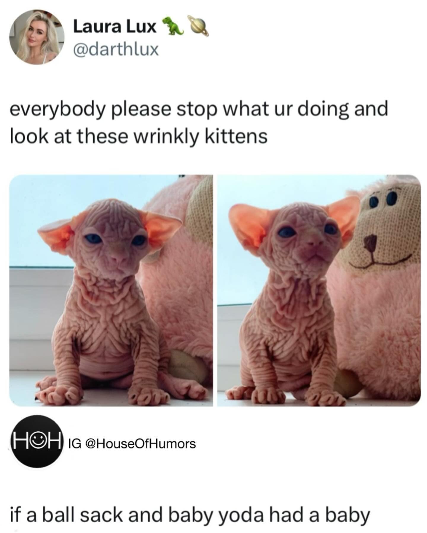 Laura Lux & & @darthlux everybody please stop what ur doing and look at these wrinkly kittens HOH IG @HouseOtHumors if a ball sack and baby yoda had a baby