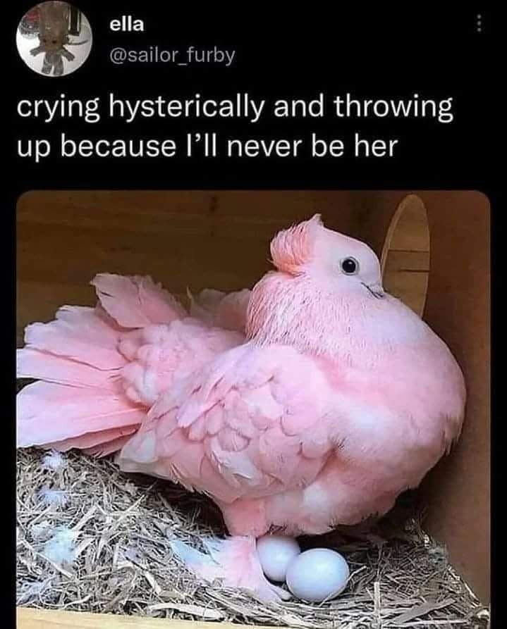 meme dump, funny memes, hilarious memes, meme roundup, meme stash, meme bundle, meme gallery, meme collection, comedy posts, trending memes, viral memes, hot memes, internet memes, web jokes, digital laughs, internet meme, memes funny, dank memes, dank meme dump