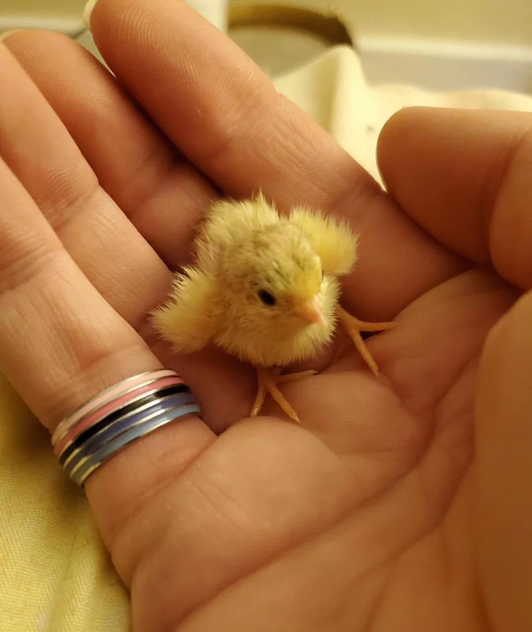 tiny animals, cute animal pics, small animals, adorable pets