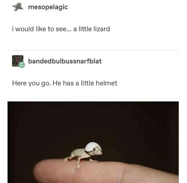 tiny animals, cute animal pics, small animals, adorable pets