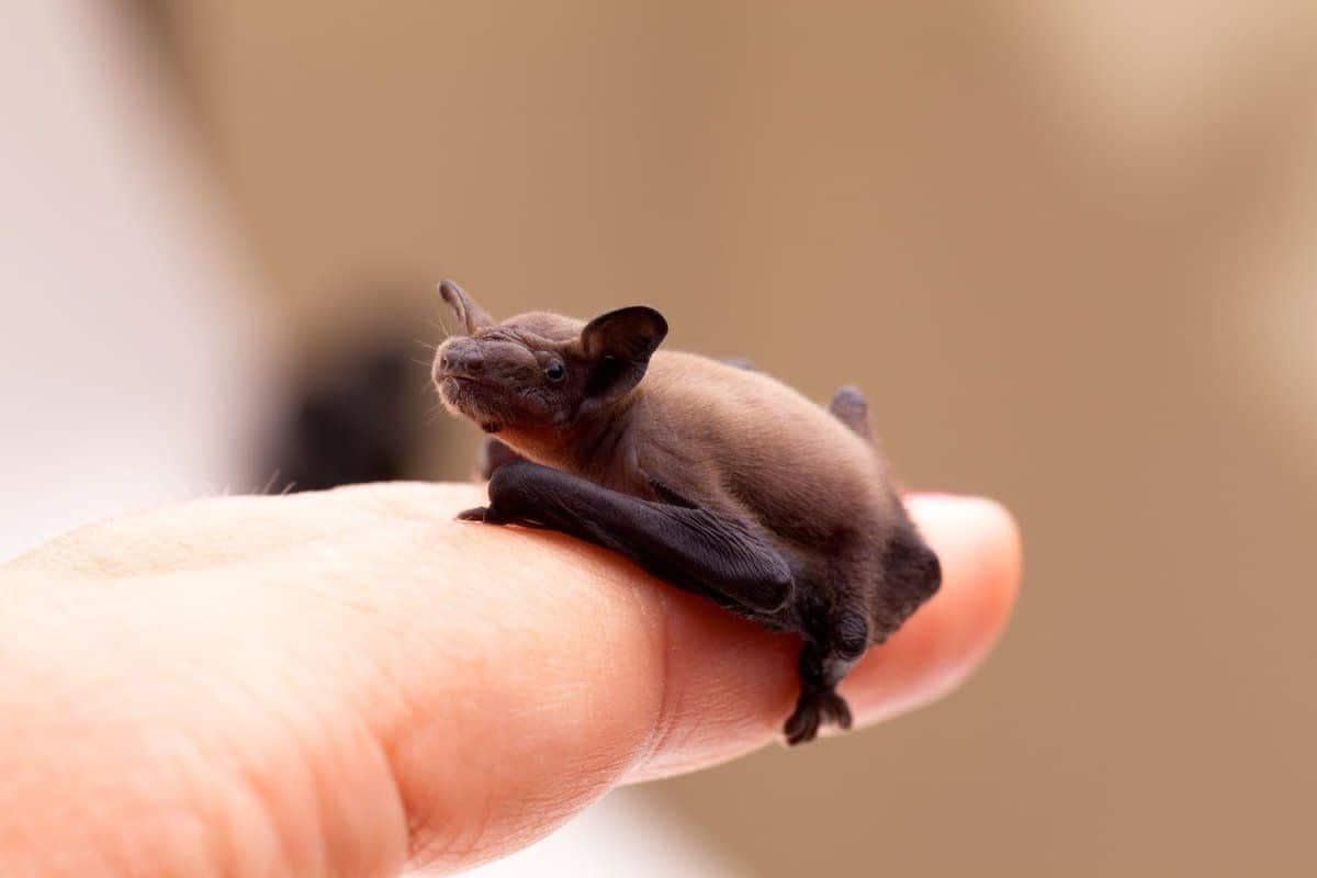 tiny animals, cute animal pics, small animals, adorable pets