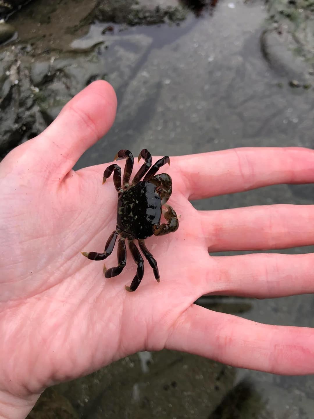 tiny animals, cute animal pics, small animals, adorable pets