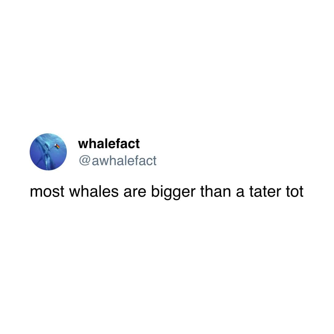 whales honestly don't care about your boyfriend's band