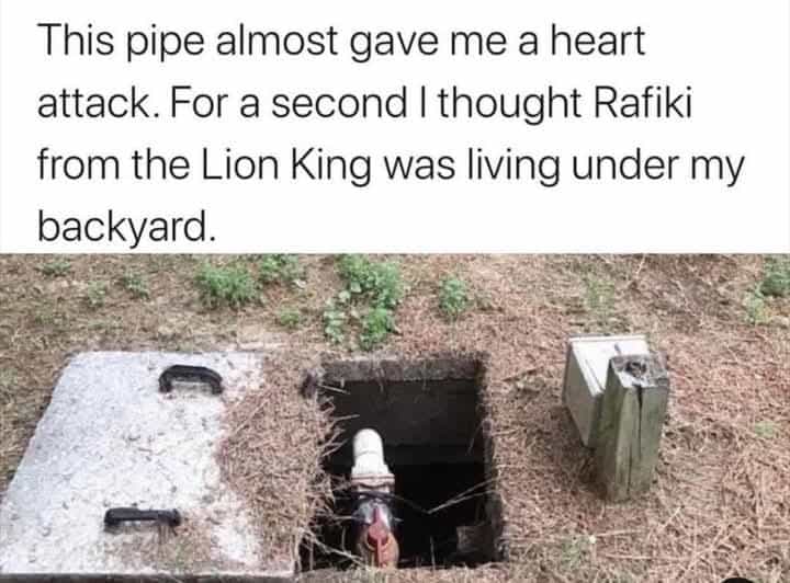monkey meme, monkey memes, ape memes, funny animal memes, chimp memes, primate jokes, banana memes, gorilla humor, monkey jokes