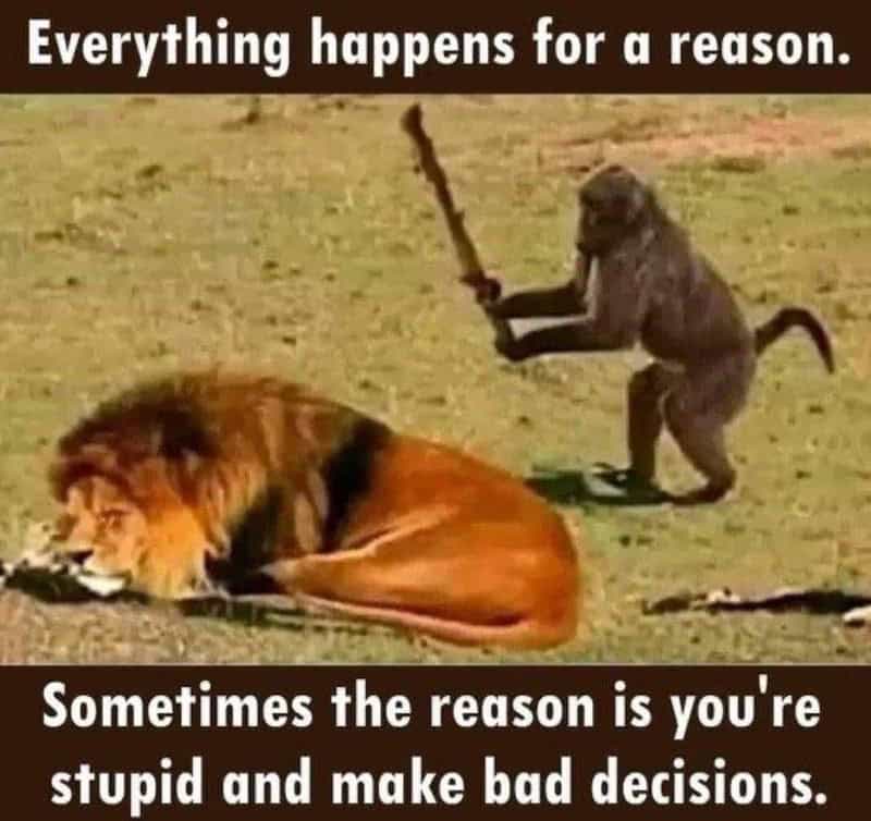 monkey meme, monkey memes, ape memes, funny animal memes, chimp memes, primate jokes, banana memes, gorilla humor, monkey jokes