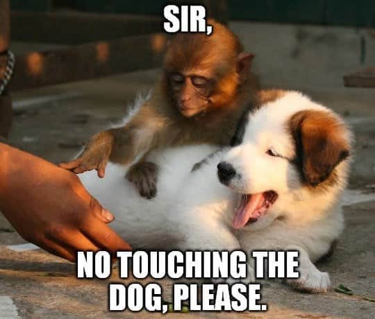 monkey meme, monkey memes, ape memes, funny animal memes, chimp memes, primate jokes, banana memes, gorilla humor, monkey jokes