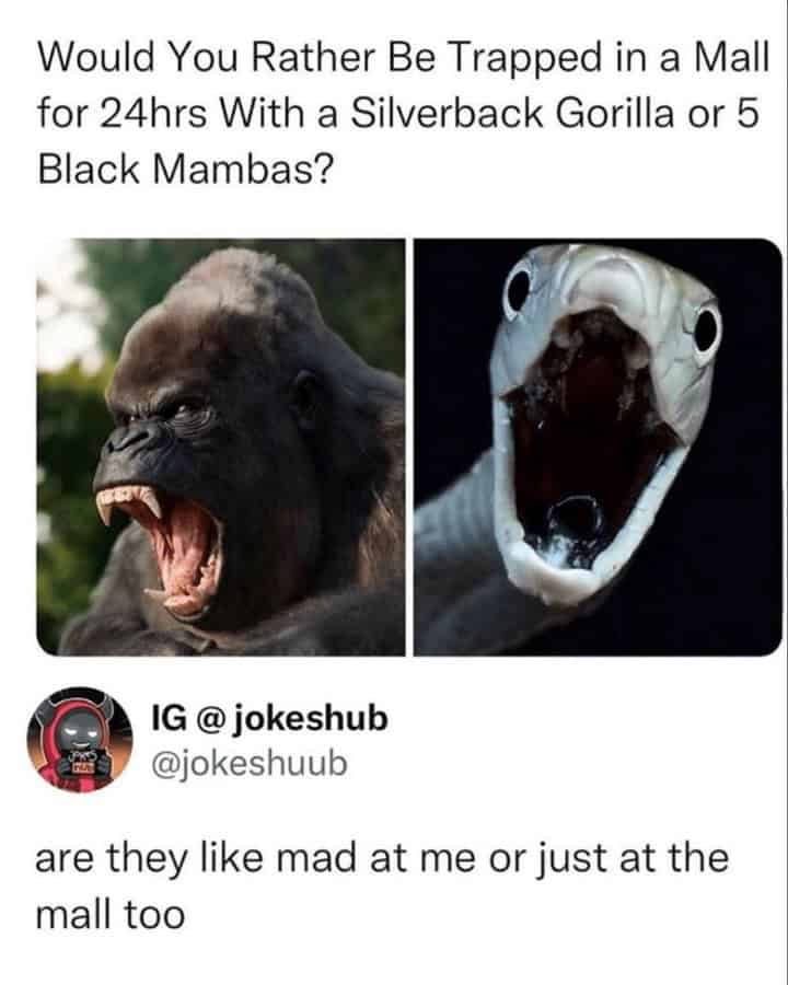 monkey meme, monkey memes, ape memes, funny animal memes, chimp memes, primate jokes, banana memes, gorilla humor, monkey jokes