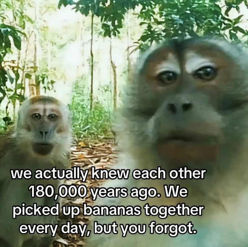 monkey meme, monkey memes, ape memes, funny animal memes, chimp memes, primate jokes, banana memes, gorilla humor, monkey jokes