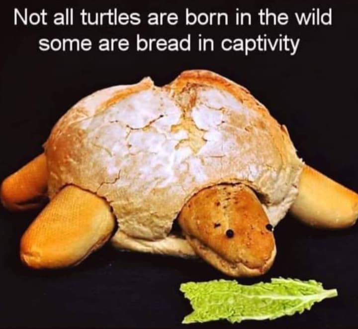 reptile memes, lizard memes, frog memes, snake memes, funny reptile memes, scaly memes, gecko memes, turtle memes, iguana memes, amphibian memes, cold-blooded memes, animal memes, funny animal memes, pet reptile jokes, reptile humor, frog jokes, snake jokes, lizard humor, meme reptiles, reptile laughs