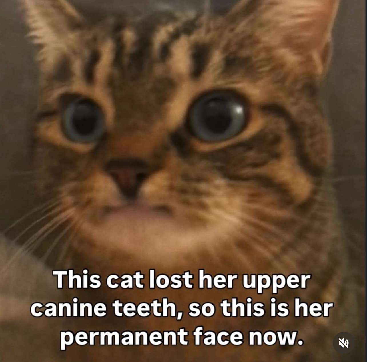 This cat lost her upper canine teeth, so this is her permanent face now.