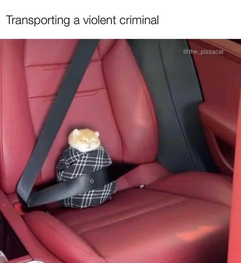 Transporting a violent criminal @the_pizzacat #萨
